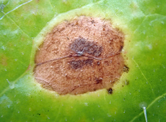 Ramularia helminthiae image