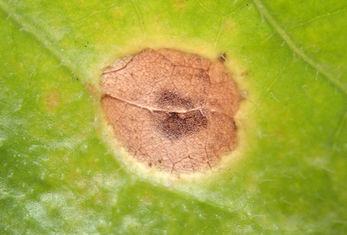 Ramularia helminthiae image