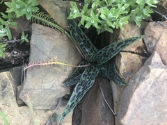 Ledebouria asperifolia