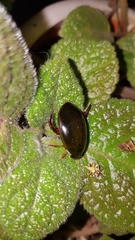 Megadytes