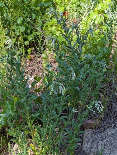 Image of Lithospermum thurberi by (c) Logan J.L. Bradley, some rights reserved (CC BY)