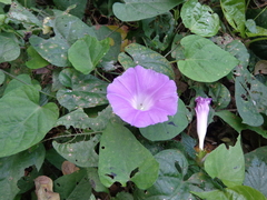 Ipomoea mitchelliae