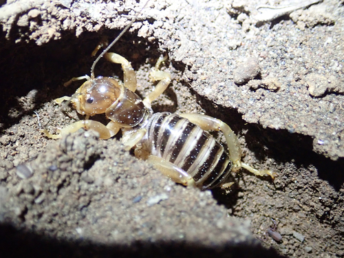iNaturalist observation photo of North American Jerusalem Crickets
