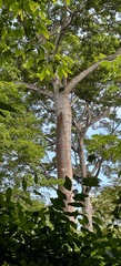 Cavanillesia platanifolia image