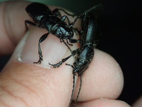 iNaturalist observation photo of California Night-stalking Tiger Beetle