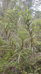 Pseudopanax linearis