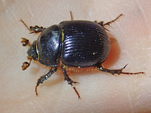 iNaturalist observation photo of Stout Earth-boring Scarab Beetle
