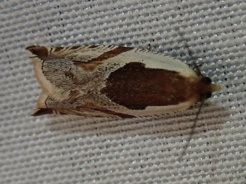 iNaturalist observation photo of Ancylis columbiana