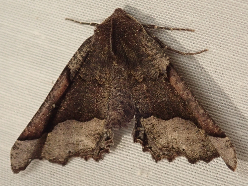 iNaturalist observation photo of Pero Moths