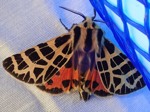 iNaturalist observation photo of Ornate Tiger Moth