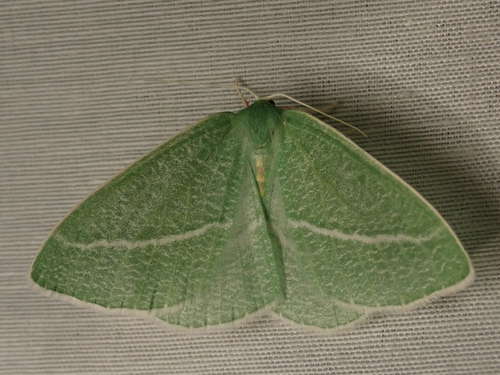 iNaturalist observation photo of Bank's Emerald Moth