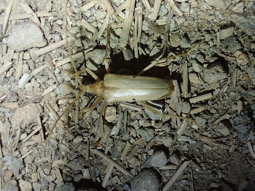 iNaturalist observation photo of Yellow Douglas-fir Borer