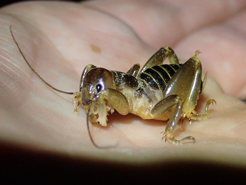 iNaturalist observation photo of North American Jerusalem Crickets