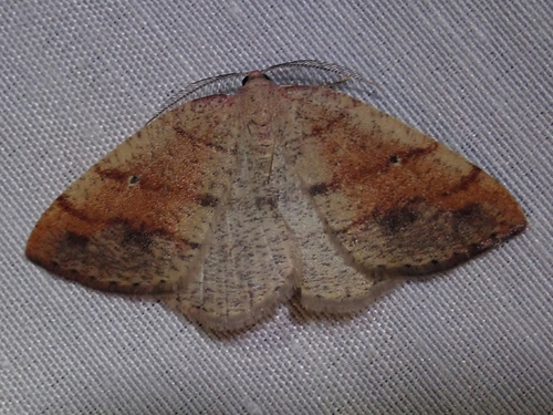 iNaturalist observation photo of Drepanulatrix carnearia
