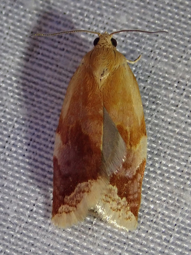 iNaturalist observation photo of Clepsis
