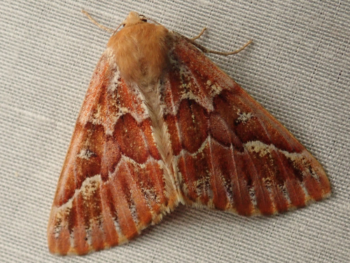 iNaturalist observation photo of Western Conifer Looper