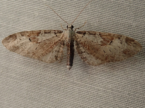 iNaturalist observation photo of Eupithecia nevadata