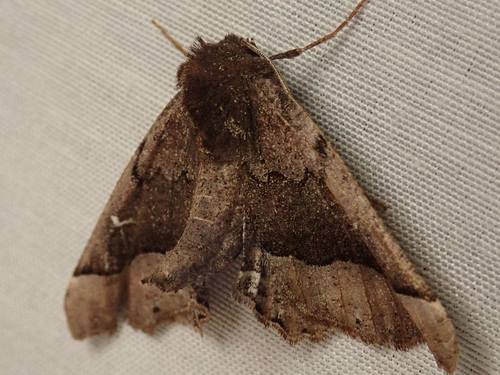 iNaturalist observation photo of Pero Moths
