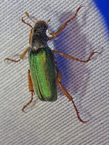 iNaturalist observation photo of Dichelonyx