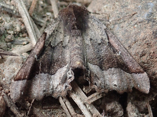 iNaturalist observation photo of Pero Moths