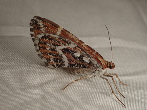 iNaturalist observation photo of Stamnodes marmorata