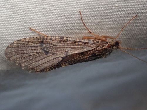 iNaturalist observation photo of Arctopsychinae