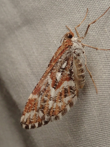 iNaturalist observation photo of Stamnodes marmorata