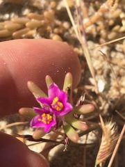 Portulaca californica