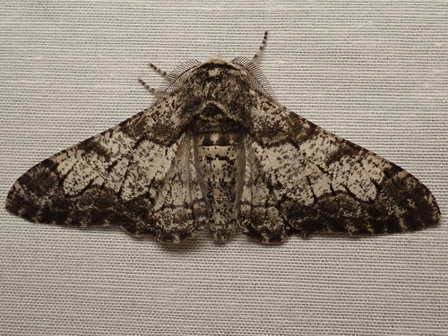 iNaturalist observation photo of Peppered Moth