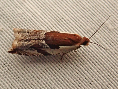 iNaturalist observation photo of Ancylis columbiana