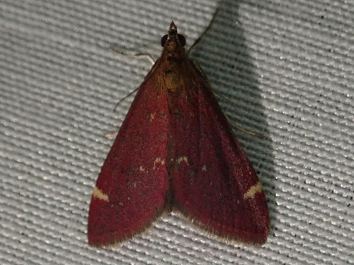 iNaturalist observation photo of Elegant Pyrausta