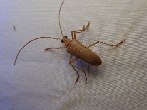 iNaturalist observation photo of Yellow Douglas-fir Borer