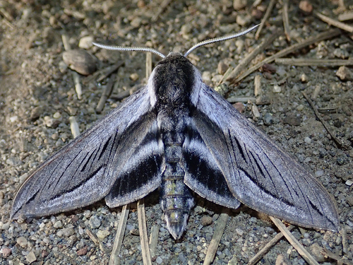 iNaturalist observation photo of Vashti Sphinx