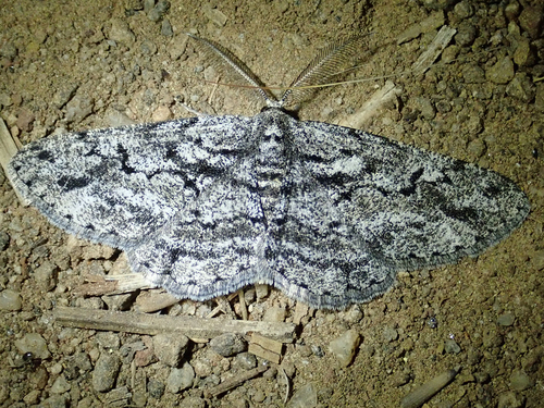 iNaturalist observation photo of Boarmiini