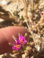 Portulaca californica