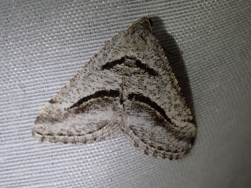 iNaturalist observation photo of Digrammia