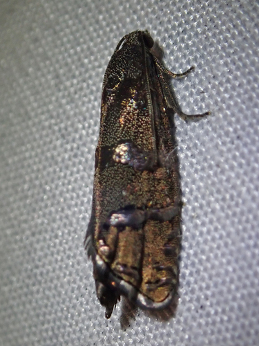 iNaturalist observation photo of Ponderosa Pine Seedworm Moth