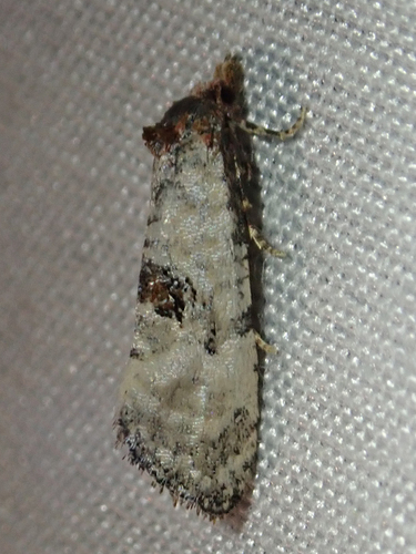 iNaturalist observation photo of Tortricid Leafroller Moths and Allies