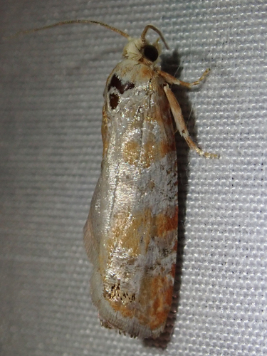 iNaturalist observation photo of Retinia sabiniana