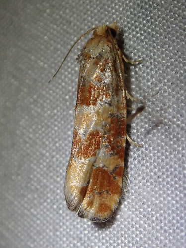 iNaturalist observation photo of Tortricid Leafroller Moths and Allies