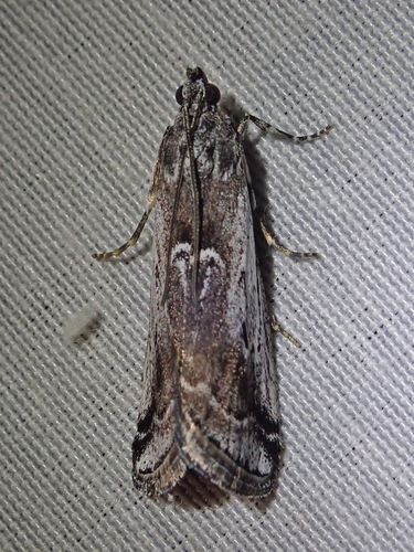 iNaturalist observation photo of Ambesa