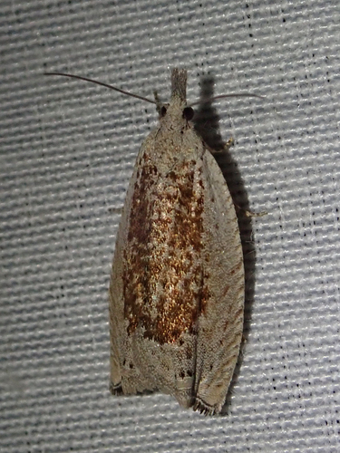 iNaturalist observation photo of Epinotia subplicana