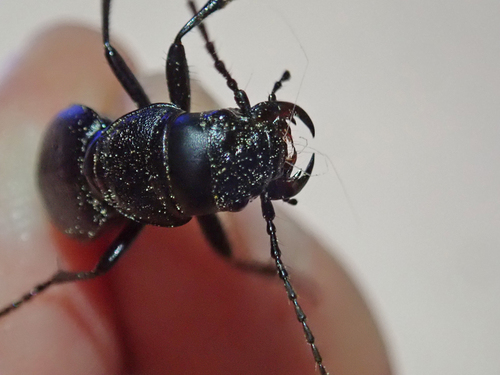 iNaturalist observation photo of California Night-stalking Tiger Beetle