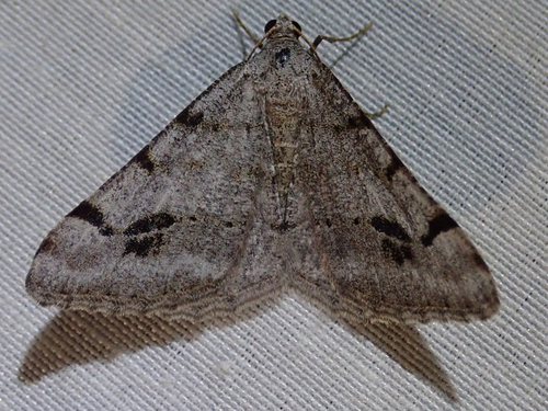 iNaturalist observation photo of Angle Moths and Allies