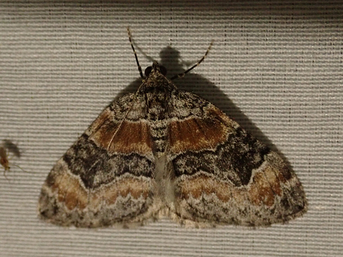 iNaturalist observation photo of Dysstroma