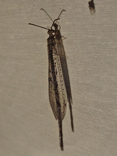 iNaturalist observation photo of Long-tailed Antlions