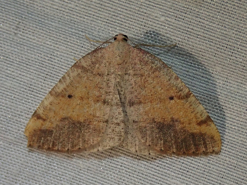 iNaturalist observation photo of Drepanulatrix carnearia
