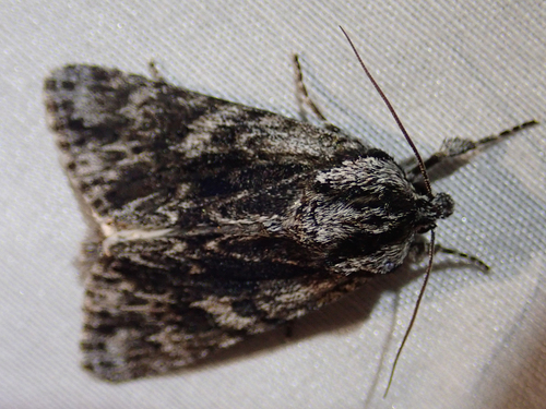 iNaturalist observation photo of Pacific Dagger