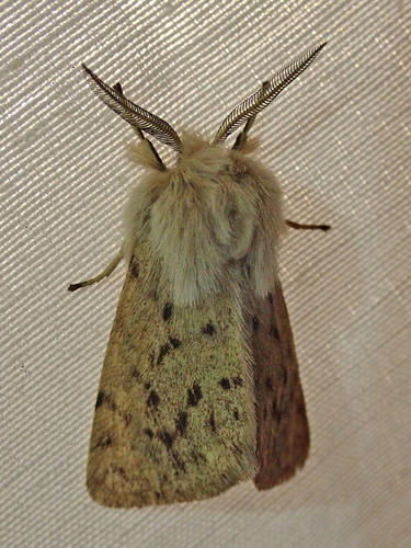 iNaturalist observation photo of Wandering Tiger Moth