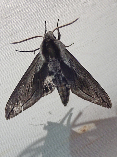 iNaturalist observation photo of Vashti Sphinx